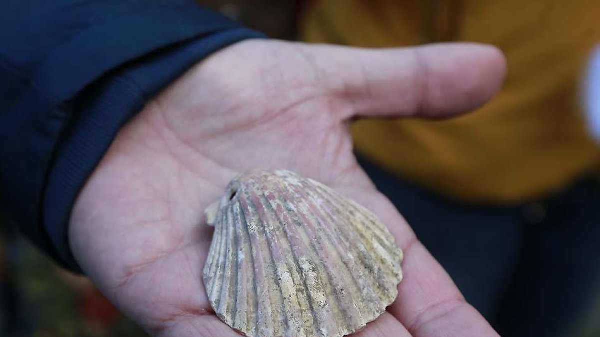 La concha del Camino puede ser «una de las primeras».-RAÚL G. OCHOA