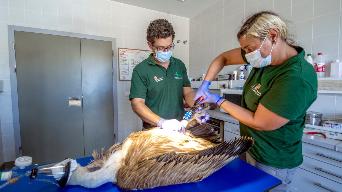 La cifra de animales recogidos por el CRAS aumentó un 9% en relación a 2019. ISRAEL L. MURILLO