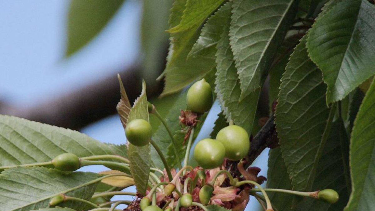 Las primeras cerezas ‘burlat’ del Valle de Caderechas.-G.G.
