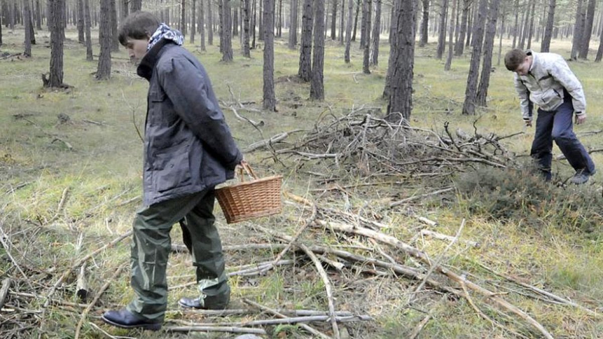 La provincia burgalesa cuenta en sus bosques y montes con una gran variedad de especies, lo que hace que cada vez más gente se interese por su recogida.-ECB