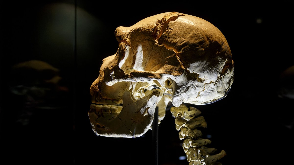 Miguelón es el cráneo más completo de la Prehistoria y de los 19 extraídos en Atapuerca. SANTI OTERO