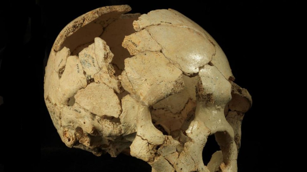 El Cráneo 6 de la Sima de los Huesos (Atapuerca, Burgos) ha sido uno de los fósiles estudiados en este trabajo.-Javier Trueba/MSF