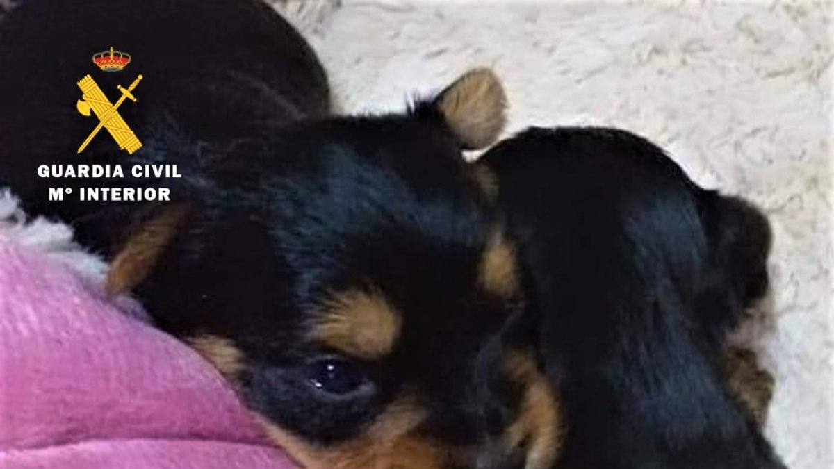 Imagen de los supuestos cachorros en venta. GUARDIA CIVIL.