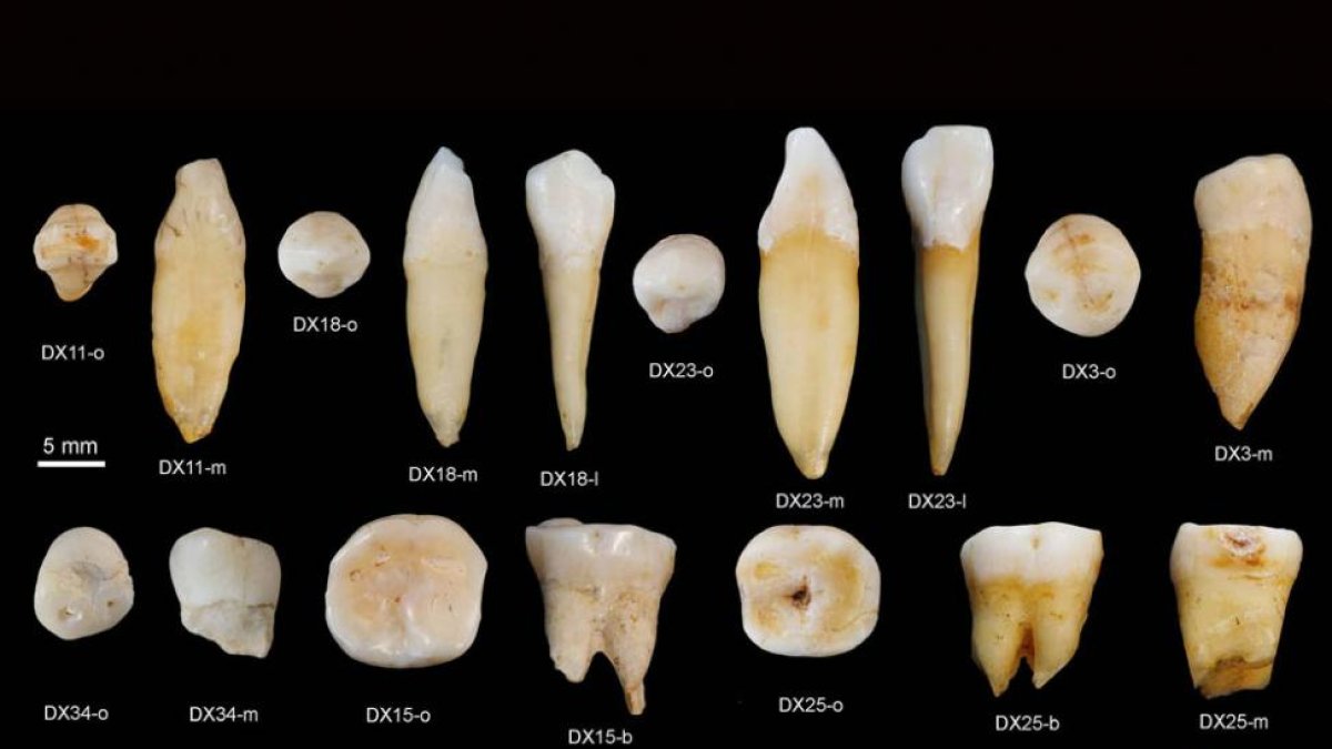 Colección de dientes chinos que han dado la sorpresa.-ECB