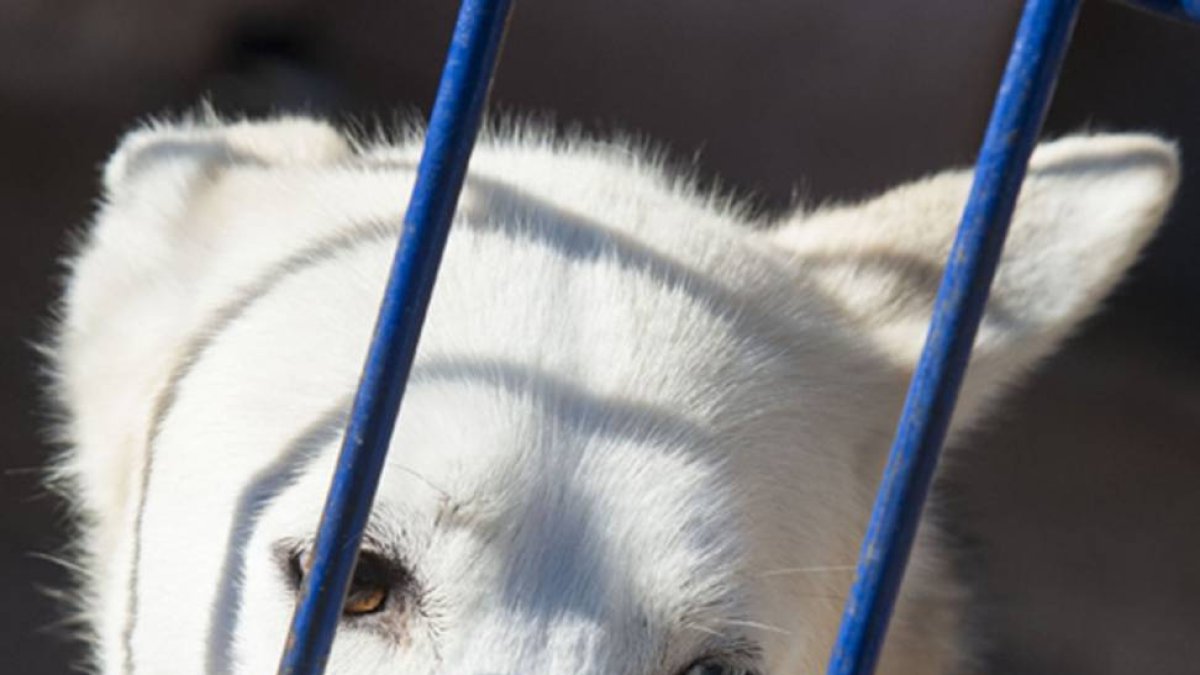 180 perros esperan salir hacia Quintanadueñas.-ICAL