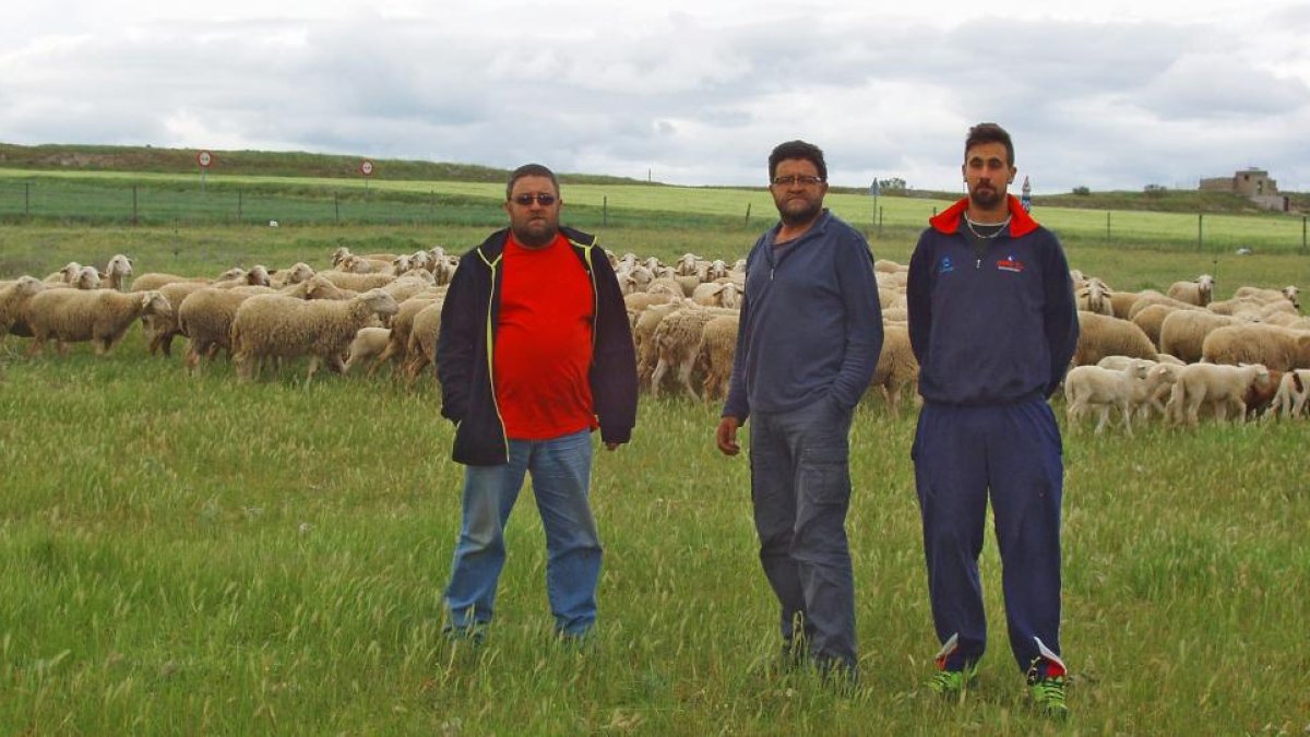 Ángel y Fernando Pastor, con su sobrino Miguel Mayo y sus ovejas en su explotación ecológica de Armuña, en Segovia.-A.P.