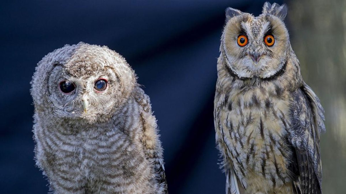 Más de la mitad de los animales recuperados pertenecían a diferentes especies de aves.-I. L.M.