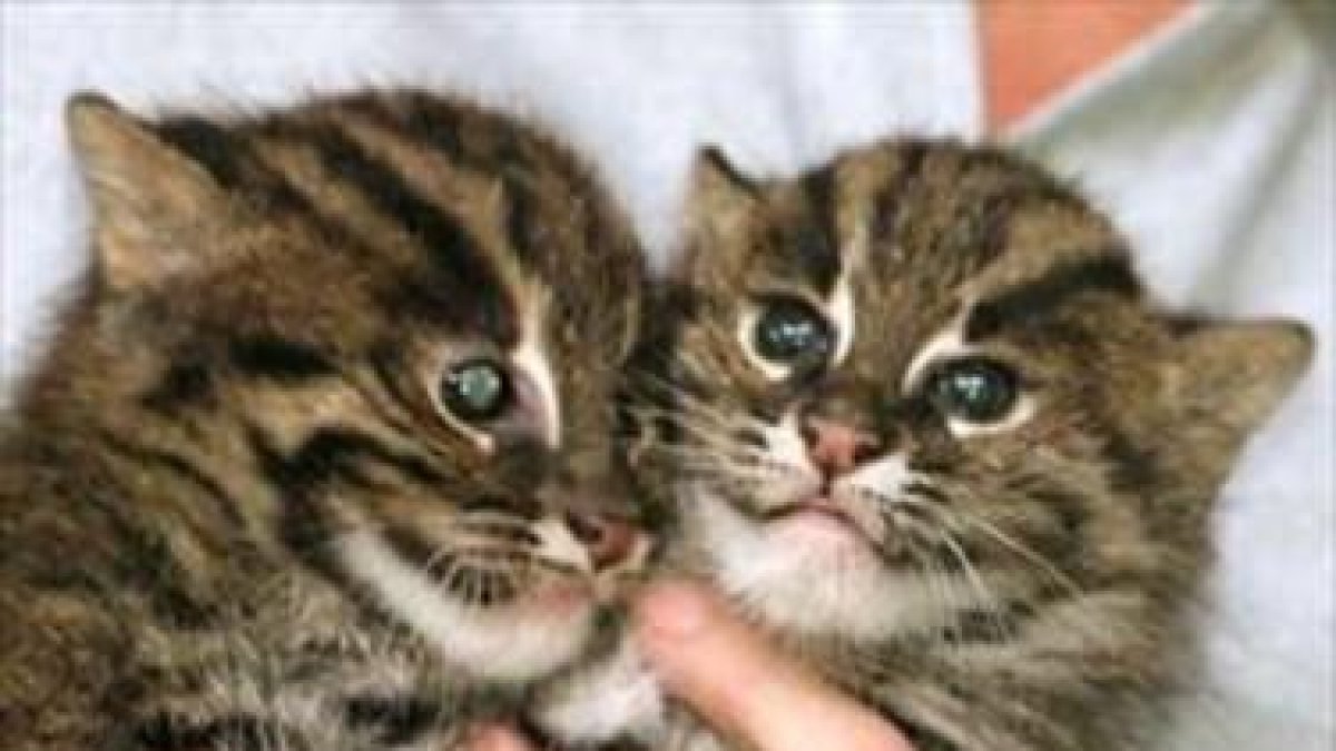 Dos gatos salvajes nacidos en un zoo de Sydney en el 2002.-REUTERS / MARK BAKER