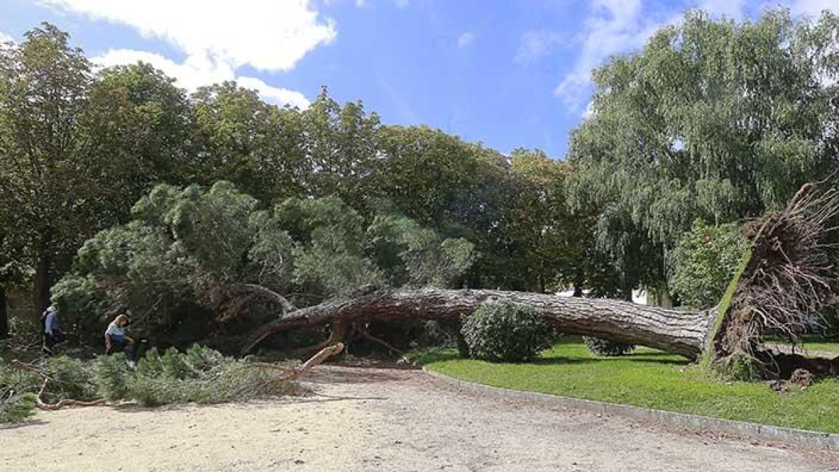 Imagen del árbol que se desplomó ayer sobre el patio interior del Hospital del Rey.-RAÚL G. OCHOA