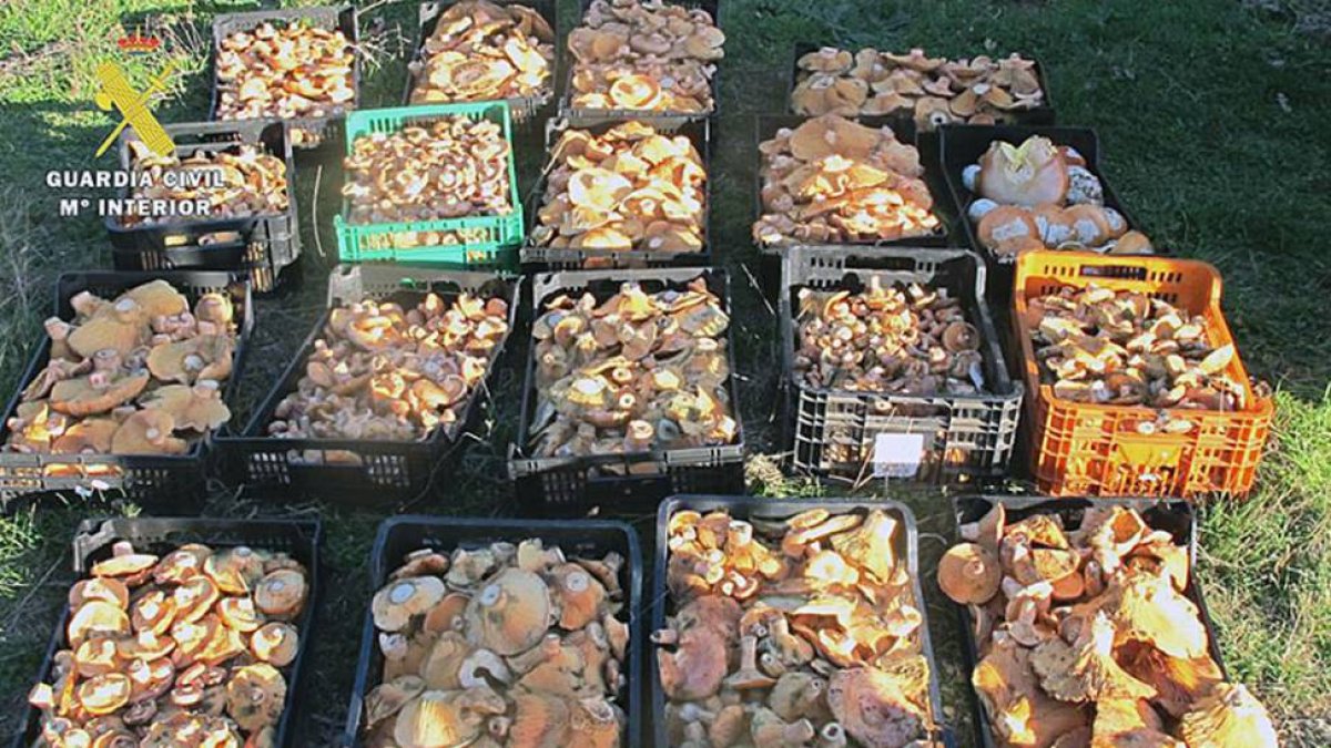48 kilos de níscalos y boletus aprehendidos en el monte.-ECB