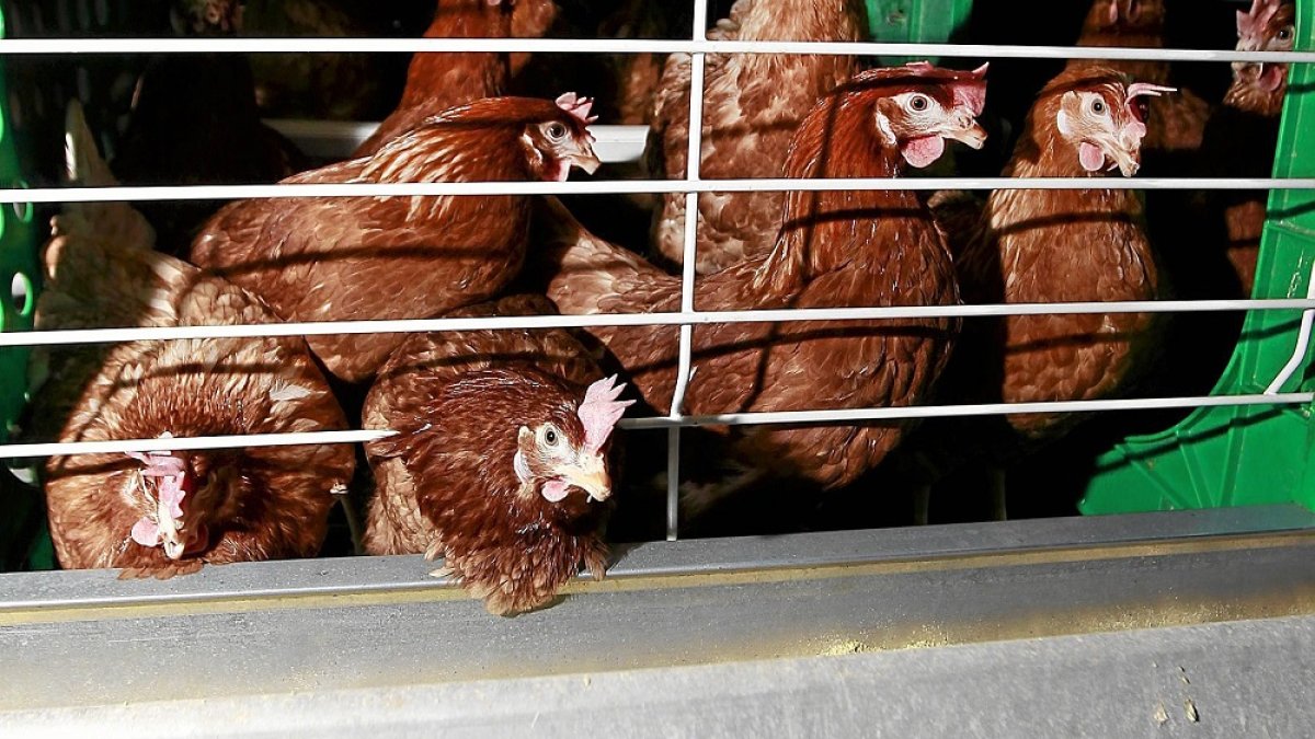FOTO J.M. LOSTAU GRANJA DE GALLINAS PONEDOREAS OVOFRESH EN CABEZÓN DE PISUERGA