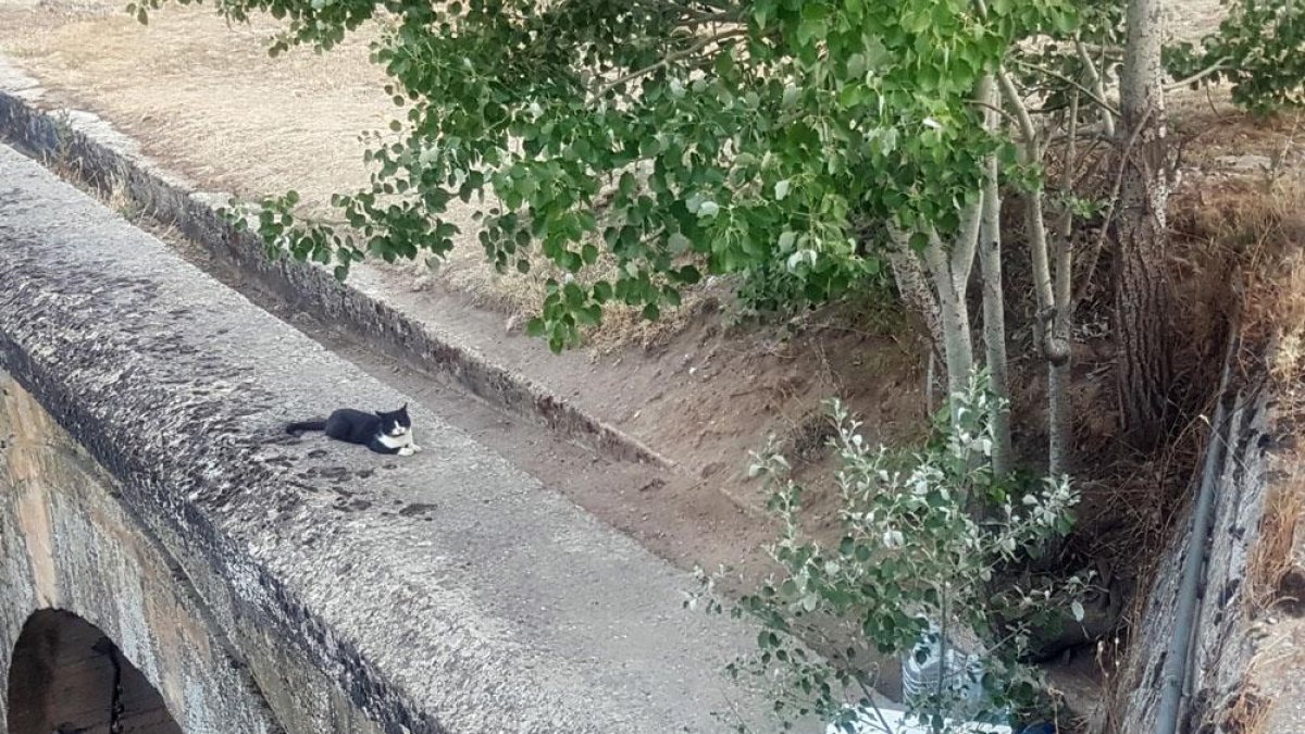 El colectivo insiste en la importancia de controlar de una forma ética estas colonias de gatos callejeros.-L. VELÁZQUEZ