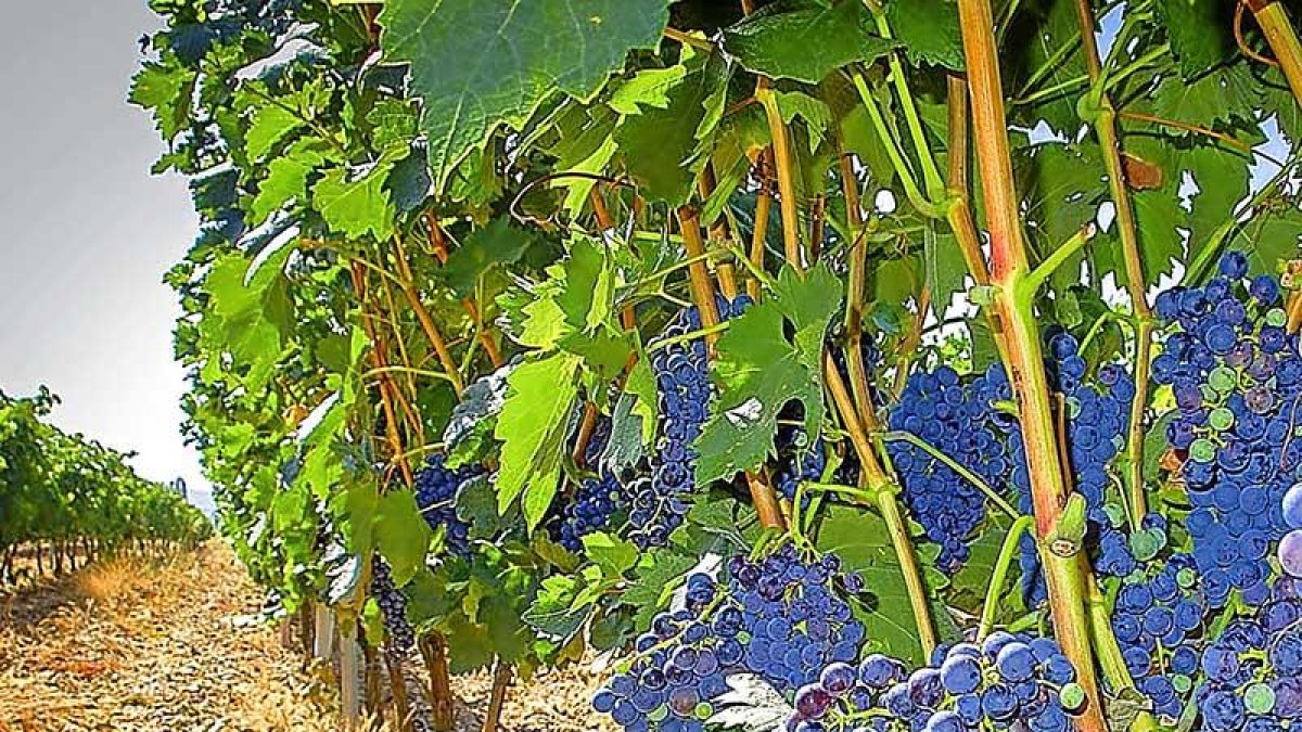 Viñedos en la Denominación de Origen Ribera del Duero.-DO RIBERA DEL DUERO