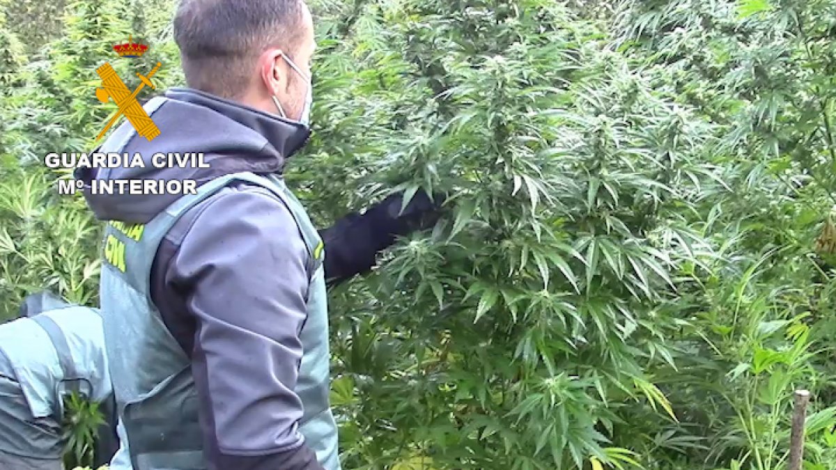 La Guardia Civil descubre una importante plantación de marihuana oculta en el monte. ECB