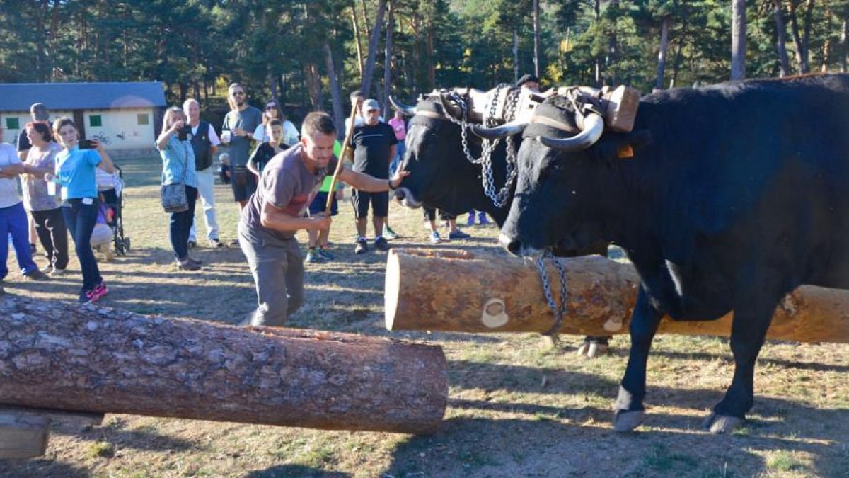 Un momento de la espectacular exhibición del acarreo de pinos con una yunta de vacas negras serranas.-R. F.