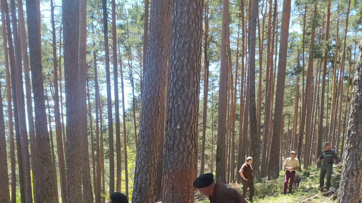Corta realizada por la Real Cabaña de Carreteros en los montes de Quintanar de la Sierra.