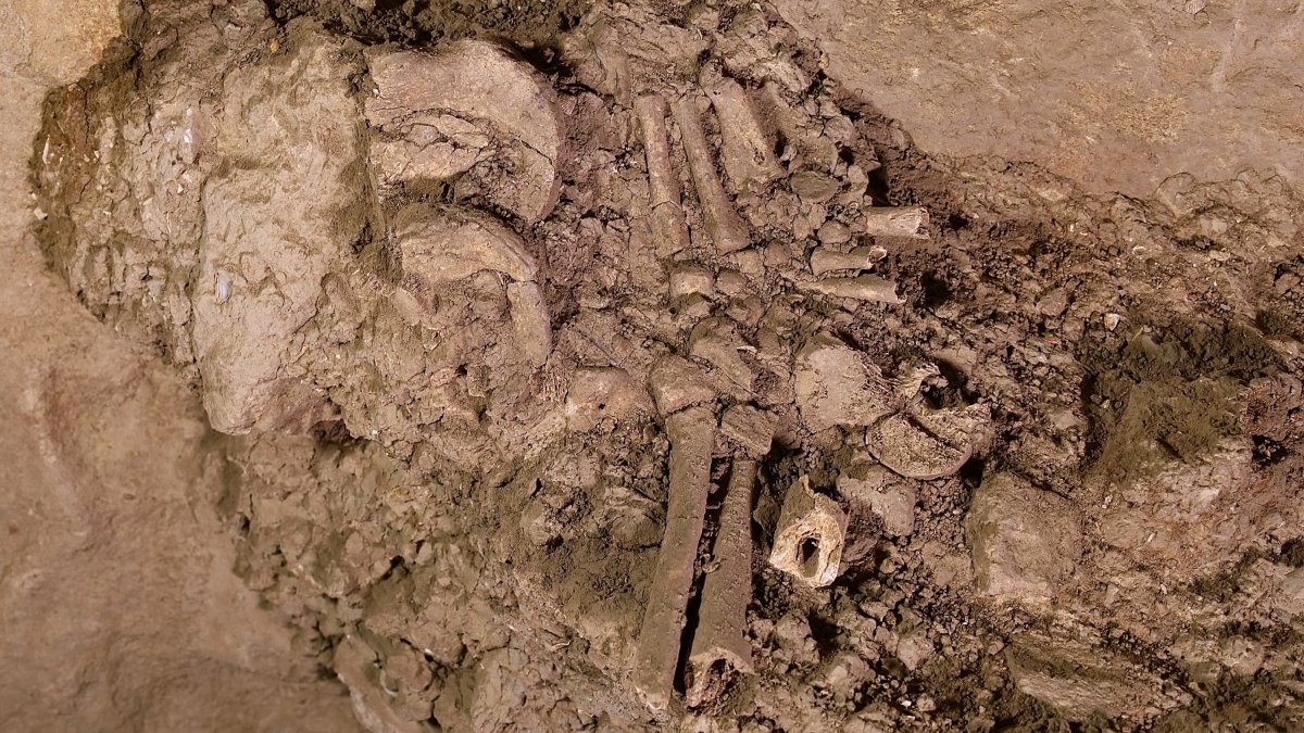Restos humanos recuperados en el nivel 5 del abrigo de Ana Zaga. FUNDACIÓN  ATAPUERCA