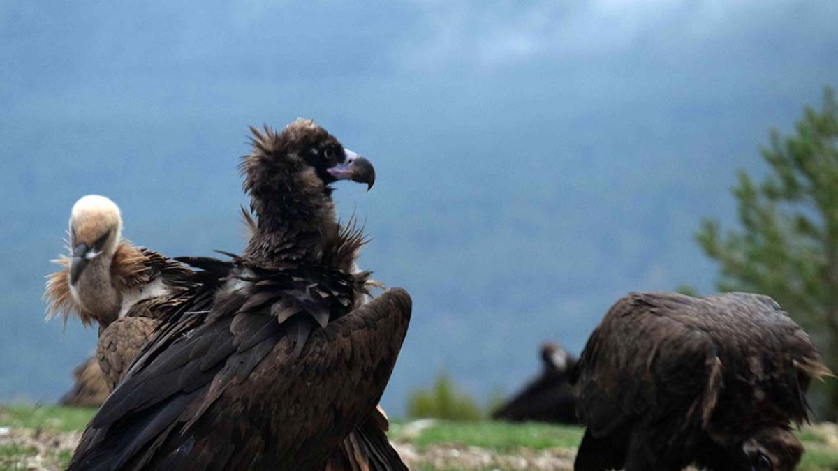 Huerta de Arriba apuesta por la reintroducción del buitre negro. ECB
