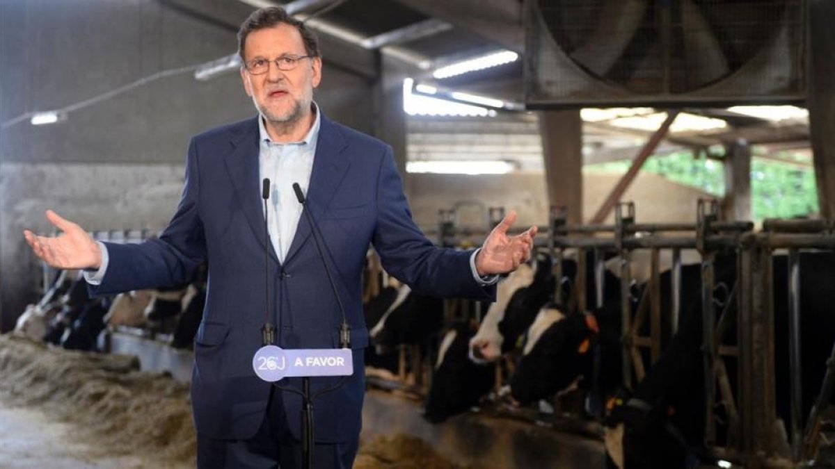 El líder del PP, Mariano Rajoy, este jueves en una visita electoral a una explotación ganadera en Asturias.-AFP / MIGUEL RIOPA