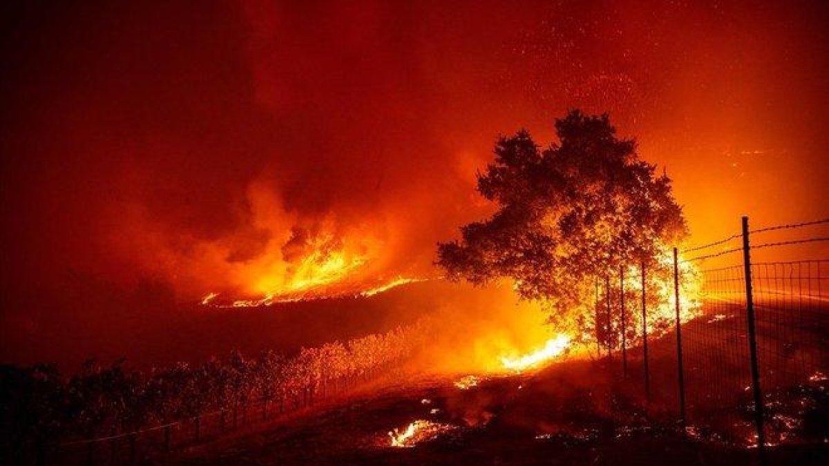 Las llamas entran en un viñedo de Geyserville durante el incendio que está asolando California.-JOSH EDELSON (AFP)
