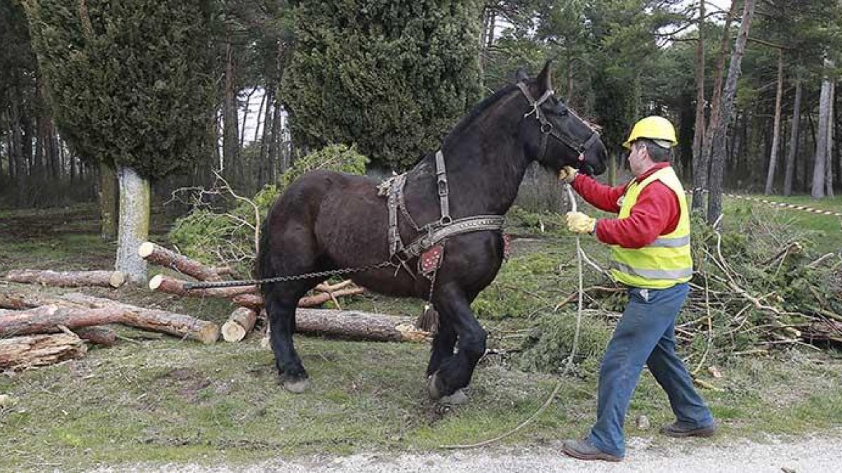El caballo arrastró por el monte los restos de los árboles talados en la zona de La Cartuja.-RAÚL G. OCHOA