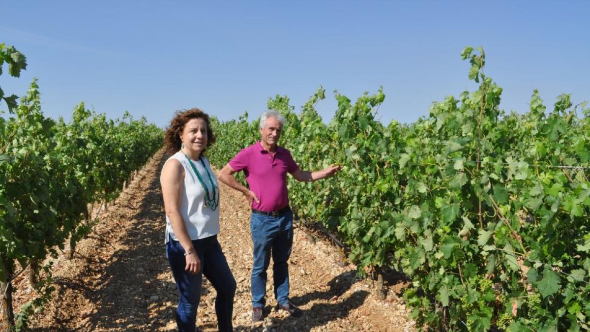 Carmen Mieres y Alberto Manchón en uno de sus viñedos, situado en el páramo de Pesquera de Duero.-I. M.
