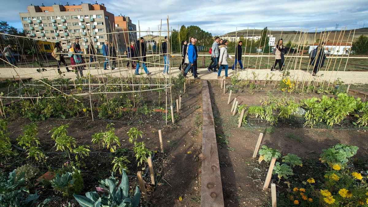 Los Huertos de Ocio de Fuente Bermeja, en el barrio de Fuentecillas. TOMÁS ALONSO