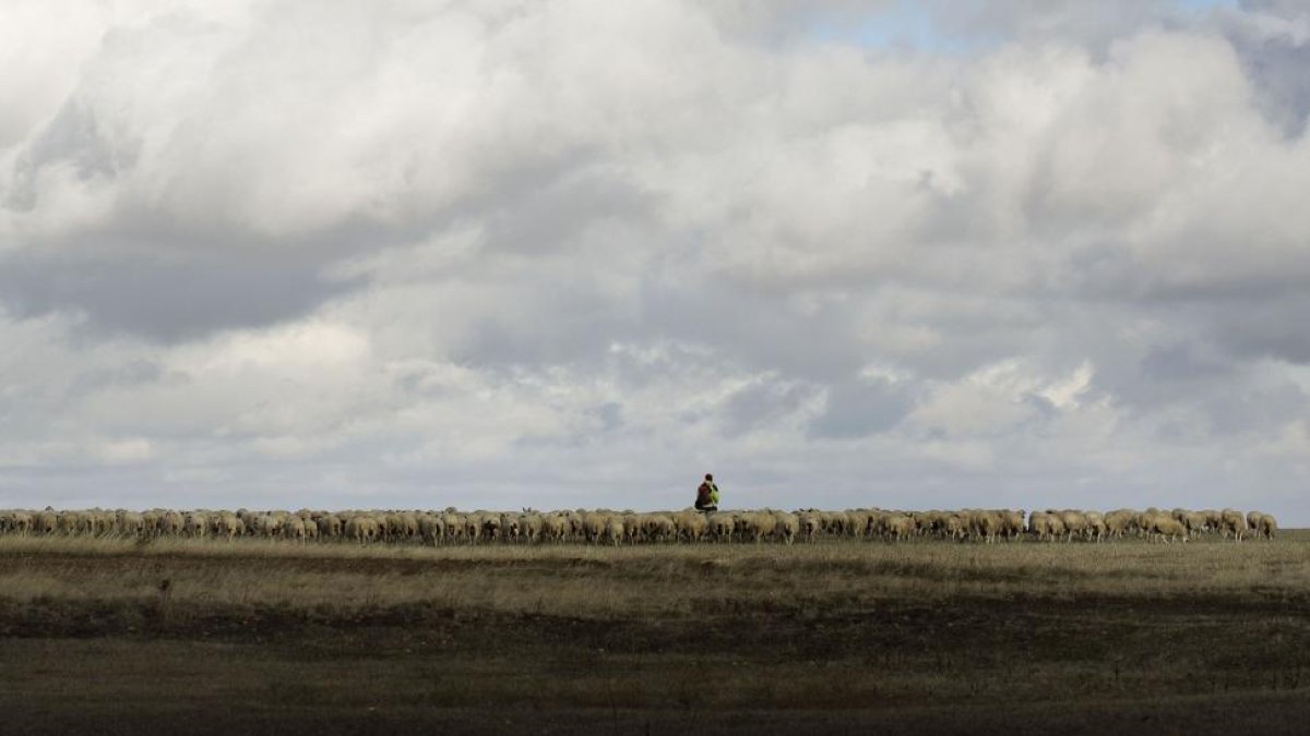 Un pastor recorre con su rebaño de ovejas los campos de Castilla y León, un sector que inicia el 2017 en un contexto de bajos precios.-ENRIQUE CARRASCAL