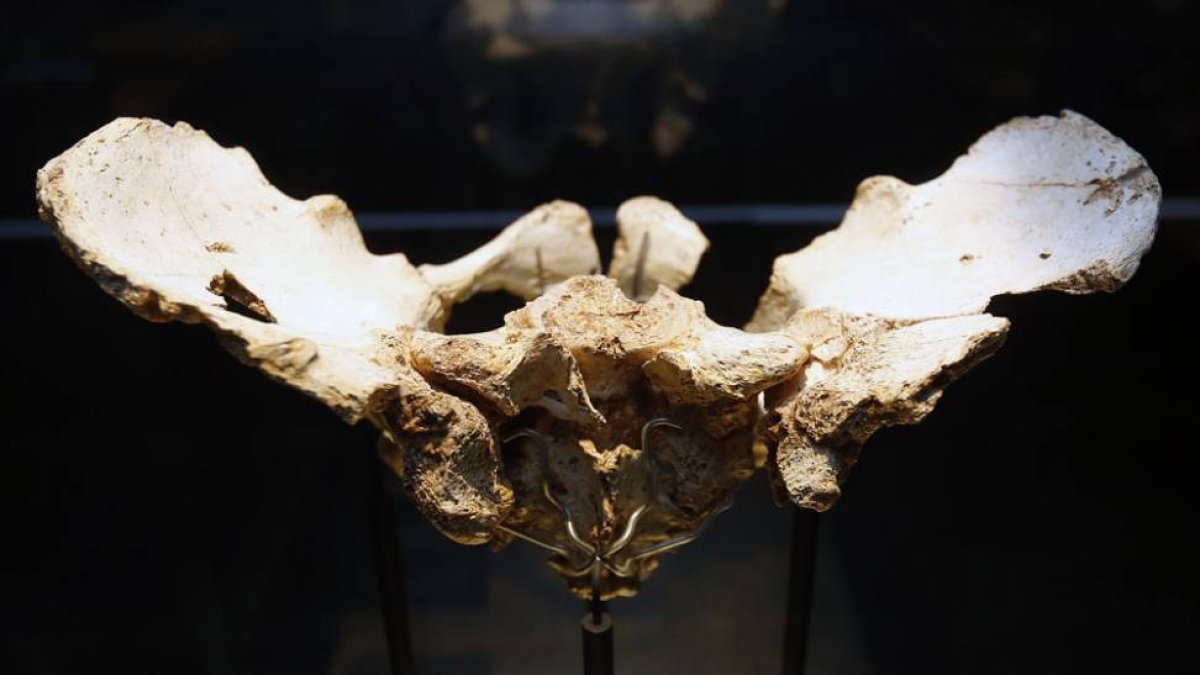 La pelvis elvis es uno de los objetos míticos de Atapuerca cuyo original se expone en el Museo de la Evolución.-RAÚL G. OCHOA
