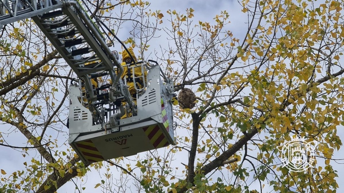 Los bomberos de Burgos retiran un nido de vespa velutina. BOMBEROS DE BURGOS