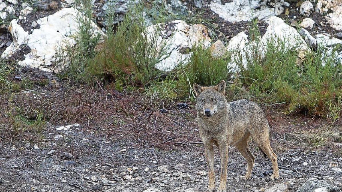 Un ejemplar de lobo en la comarca zamorana de Sanabria.-ICAL