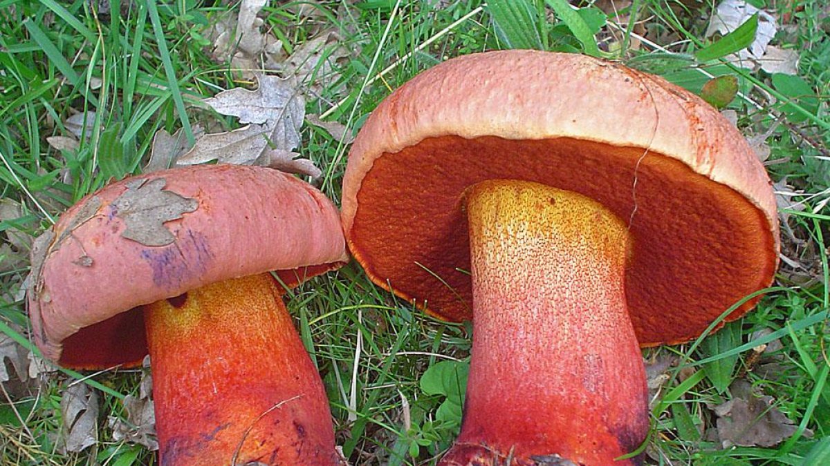 ‘Boletus rhodopurpureus’ (tóxica).-G. G.