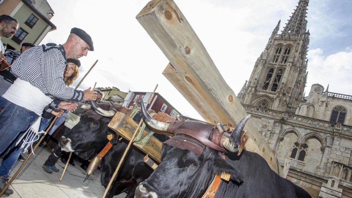 Los mayorales guiaron a la yunta de bueyes hasta los pies de la Seo.-S. OTERO