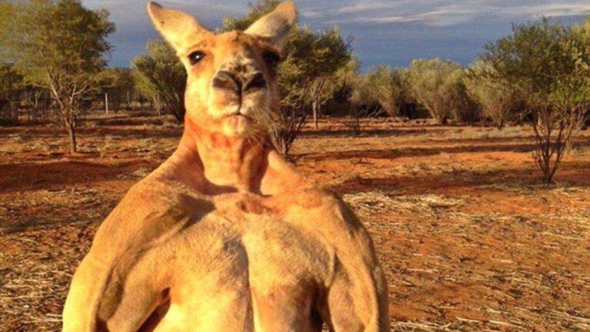 El musculoso canguro Roger.-