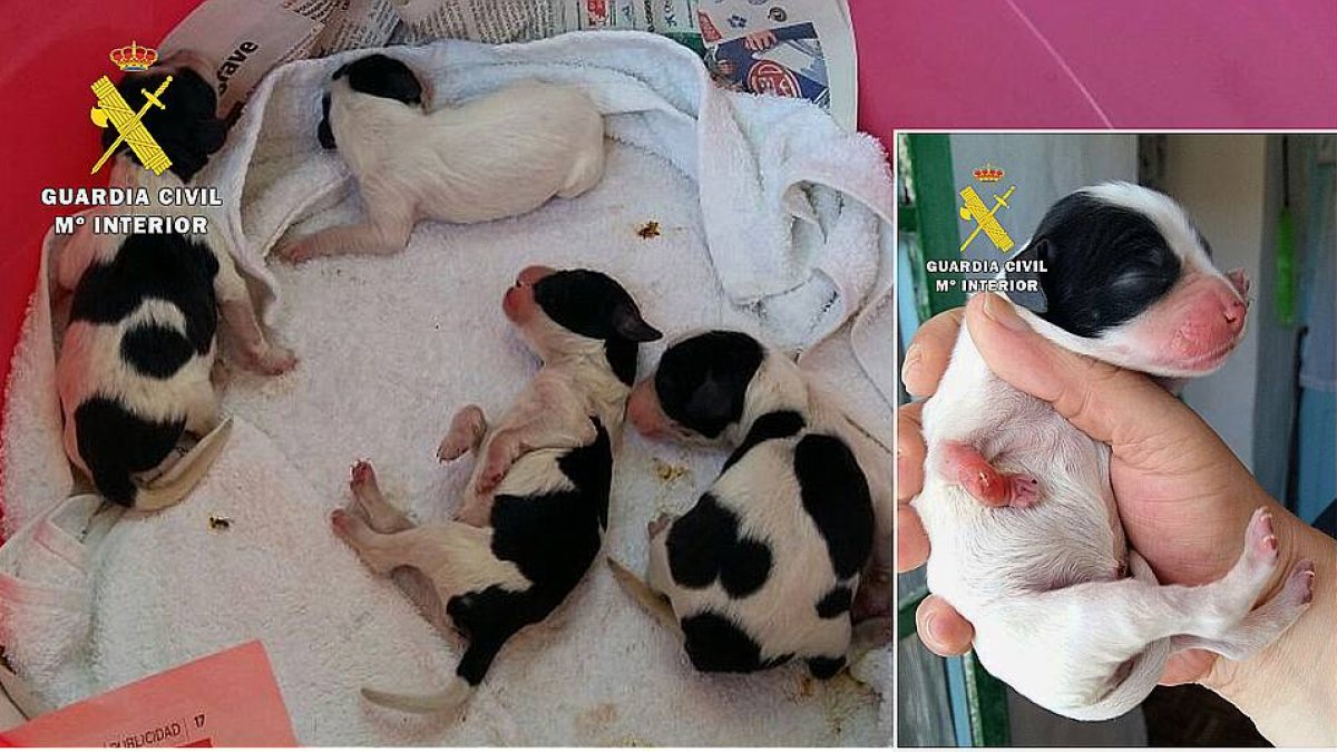 Imagen de los animales abandonados.-ECB