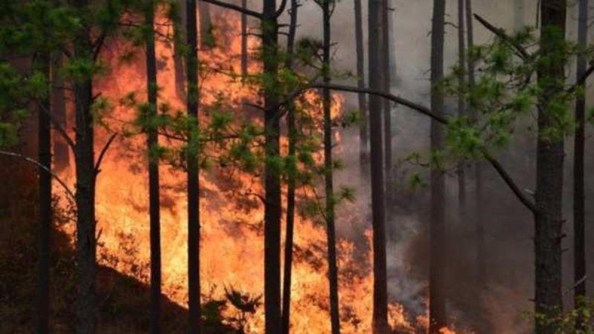 Incendio forestal en China.-AFP