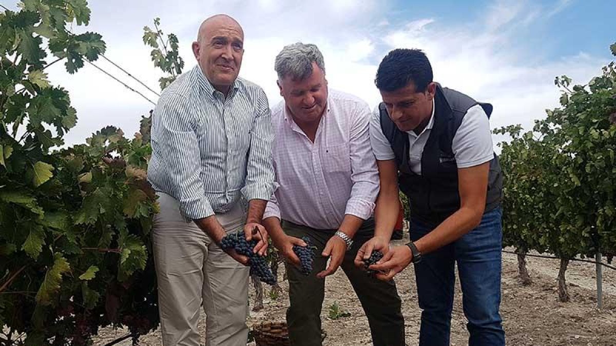 Jesús Julio Carnero, consejero de Agricultura, vendimió junto al presidente del Consejo Regulador, Enrique Pascual, en la bodega Monteabellón.-L. VELÁZQUEZ