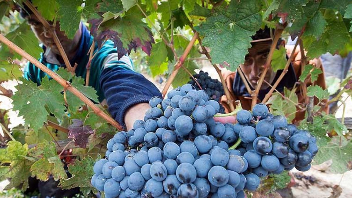 La Ribera del Duero ha recogido menos uva este año, aunque afortunadamente la calidad se mantiene.-ICAL