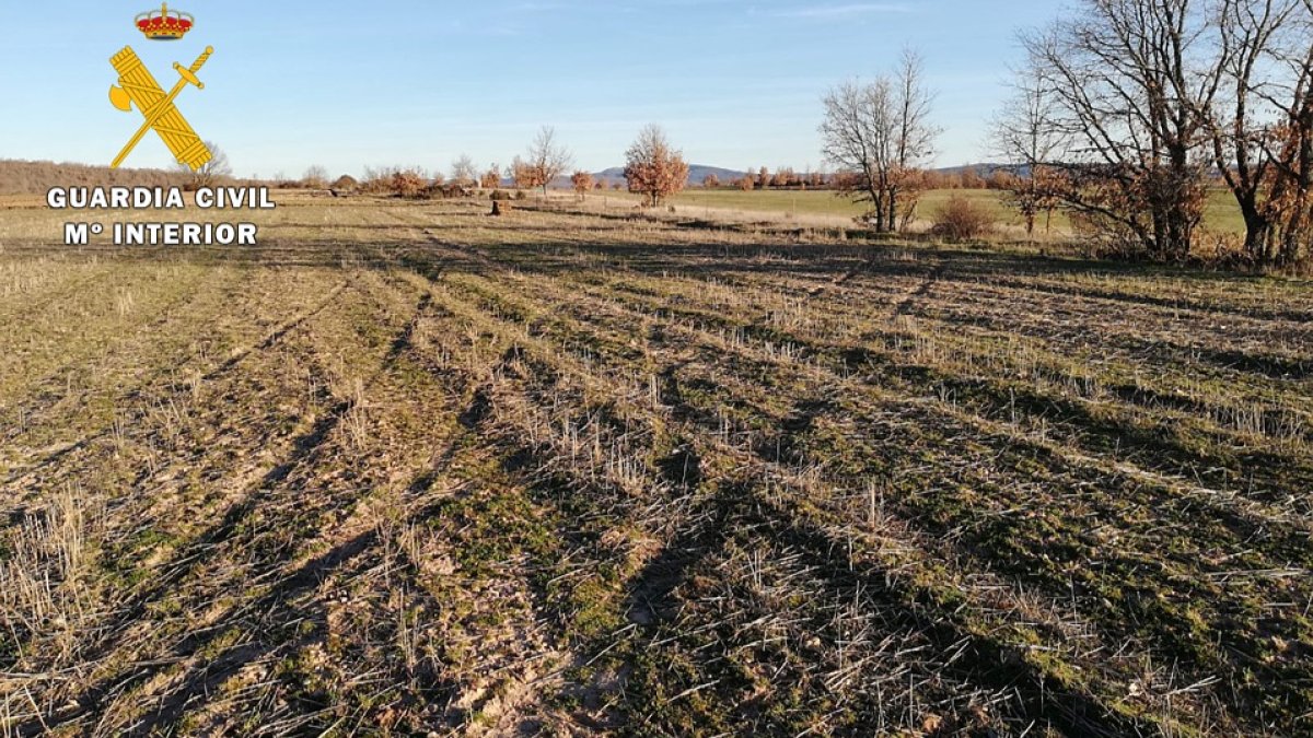 Las huellas del vehículo tras hacer varias pasadas contra las ovejas. ECB