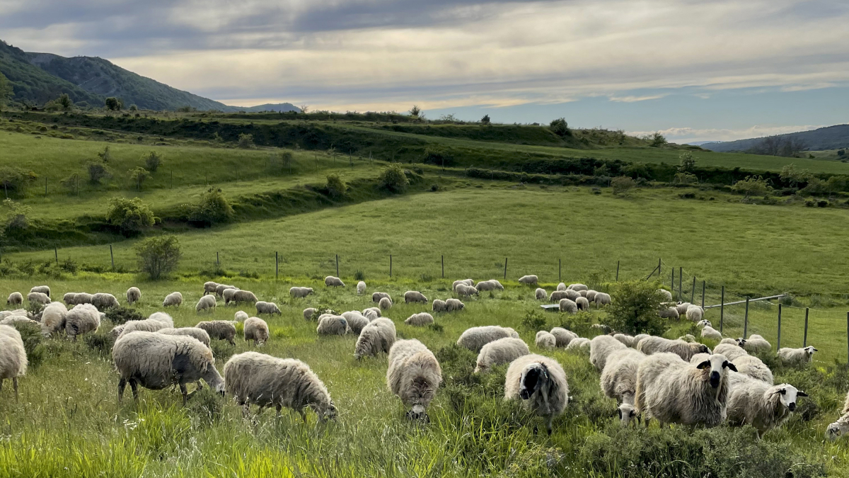 Isabel Gómez puso  en marcha esta Granja Ecológica en 1987 junto a José Manuel Arnaiz hoy comercializan unos 3.000 kilos al año de un producto de la máxima calidad.