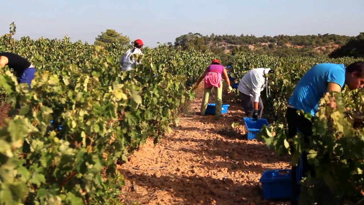 Imagen de recogida en las vides de Hacienda Miguel Sanz. ECB