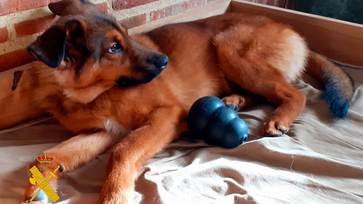 Imagen del perro recuperado. GUARDIA CIVIL