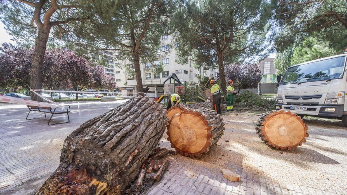 El mal crecimiento del árbol provocó su desplome sobre el columpio del parque infantil.-ISRAEL L. MURILLO