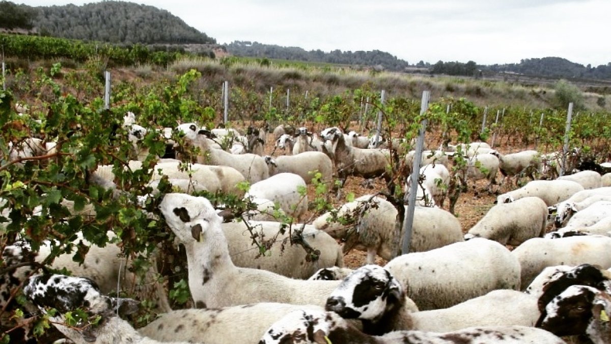 Ovejas pastando en viñedos. ECB