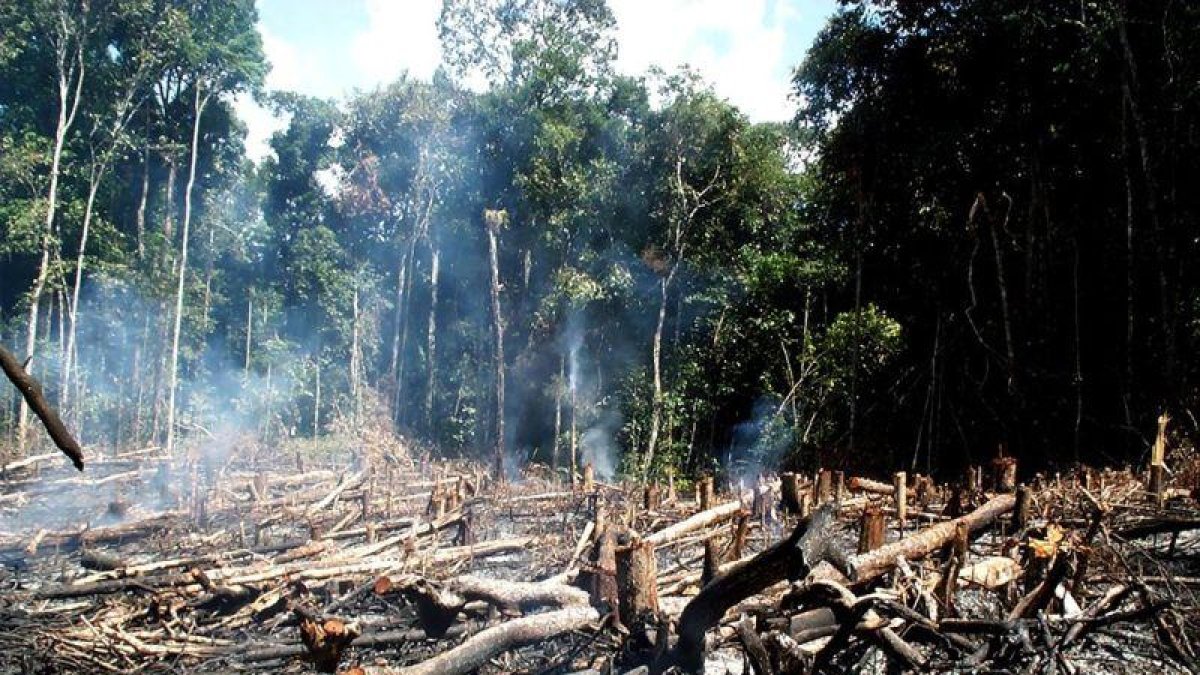 La pérdida de bosque nativo corresponde a la superficie de Ecuador.-