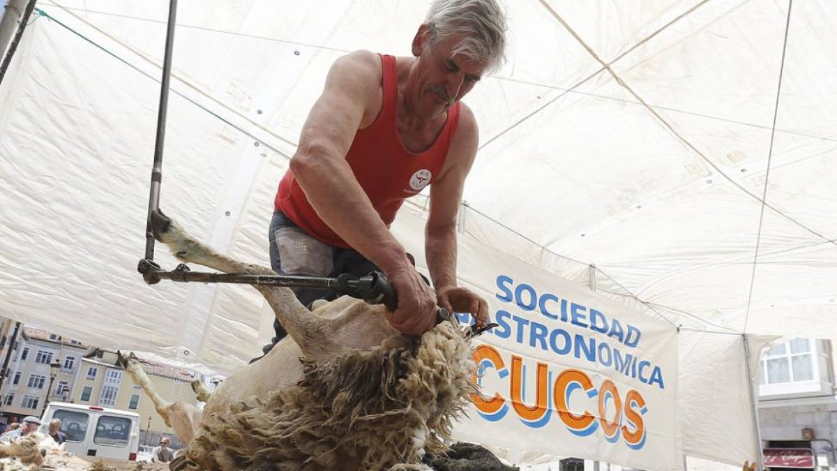 Melquiades en pleno proceso de esquileo.-RAÚL G. OCHOA