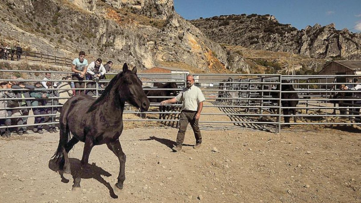 Ricardo de Juana inició hace tres décadas la recuperación de la casi extinta raza losina.-G. G.