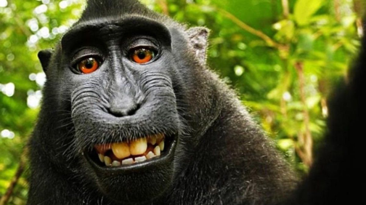 El selfie del macaco Naruto que ha desatado la batalla legal por los derechos de autor de los animales.-/ PERIODICO