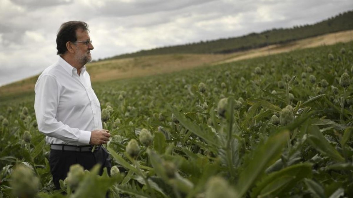 El líder del PP, Mariano Rajoy, en una visita este miércoles a una plantación de alcachofas.-AP / Alvaro Barrientos