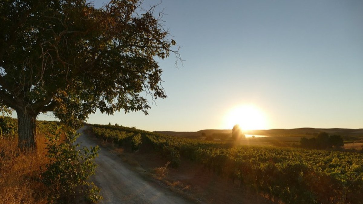 Atardecer en la Ribera del Duero